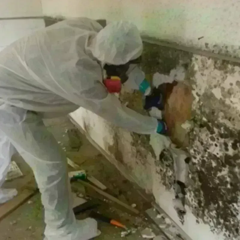 Mold Remediation and Removal in Galateo, PR